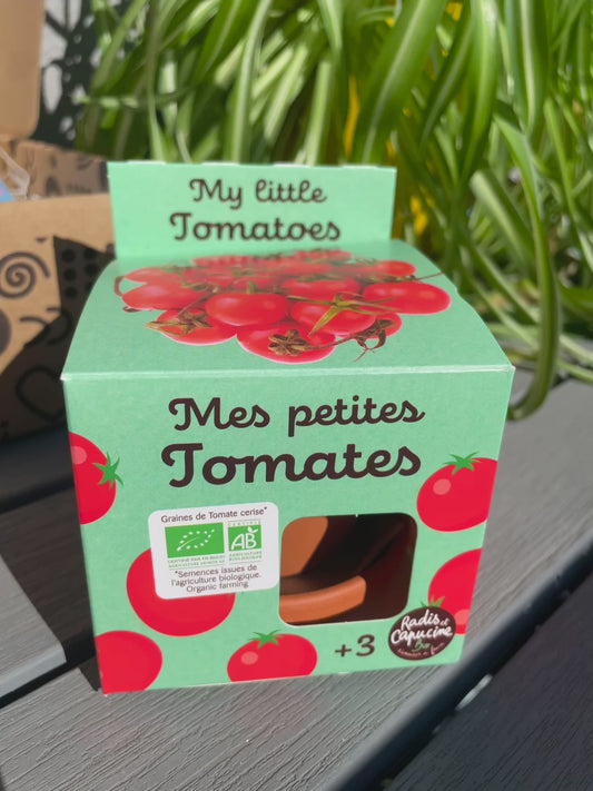 Plantation de tomates